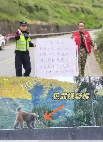 昆明野猴袭击司机事件
