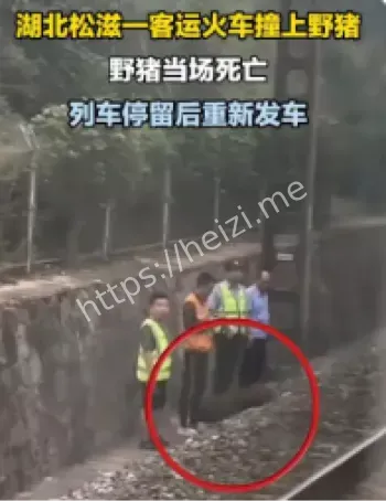 湖北松滋火车野猪碰撞