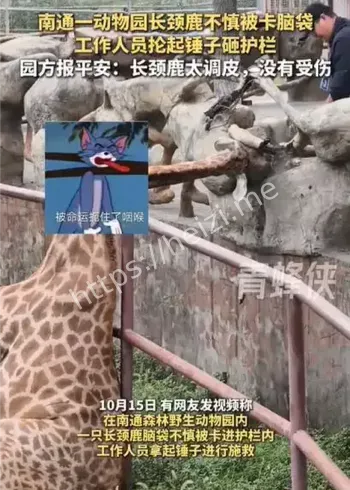 泰国长颈鹿脑袋卡围栏锤救